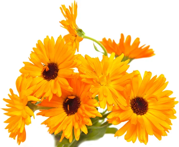 Izole calendula — Stok fotoğraf