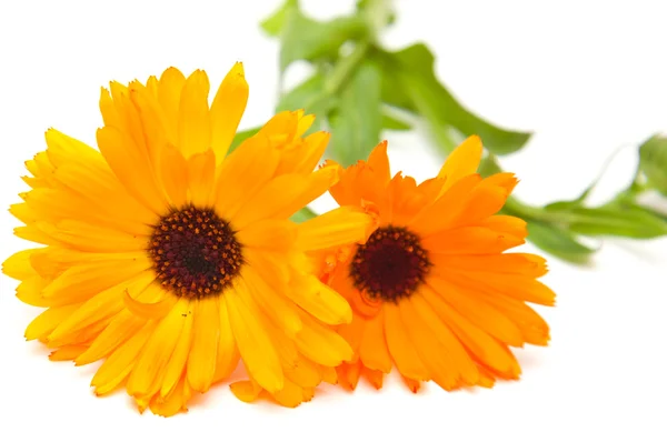 Calendula isolated — Stock Photo, Image