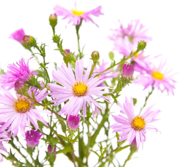 Perennial asters — Stock Photo, Image
