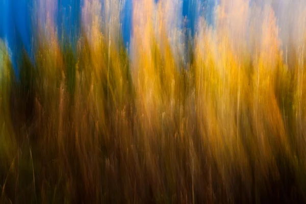 Autumnal forest abstraction — Stock Photo, Image