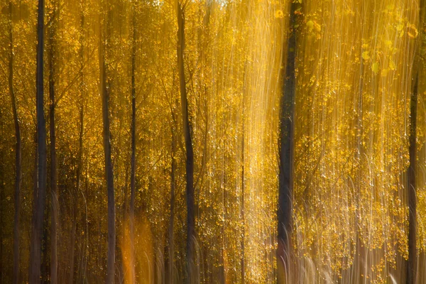Autumnal forest abstraction — Stock Photo, Image
