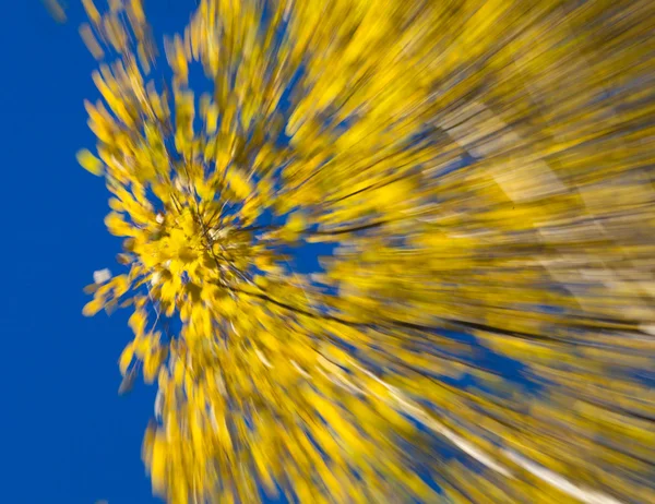 Autumnal fireworks — Stock Photo, Image