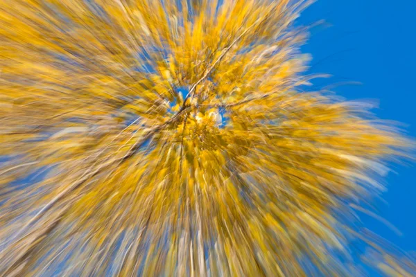 Herfst bos abstractie — Stockfoto