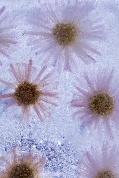 Icy plants — Stock Photo, Image