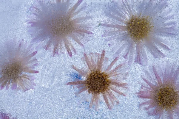 Icy plants — Stock Photo, Image