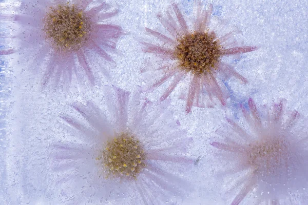 Icy plants — Stock Photo, Image