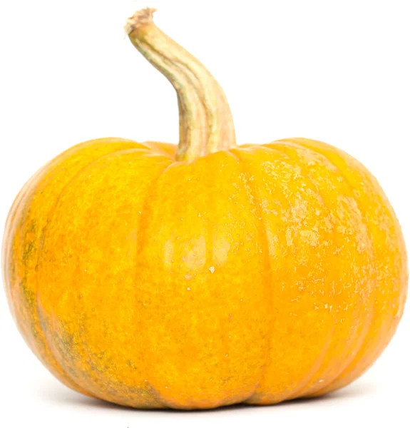 Calabaza aislada — Foto de Stock