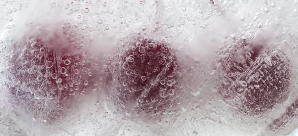 Icy plants — Stock Photo, Image