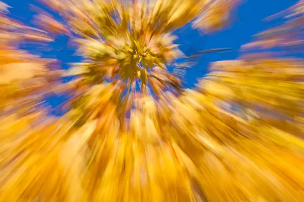 Autumnal fireworks — Stock Photo, Image