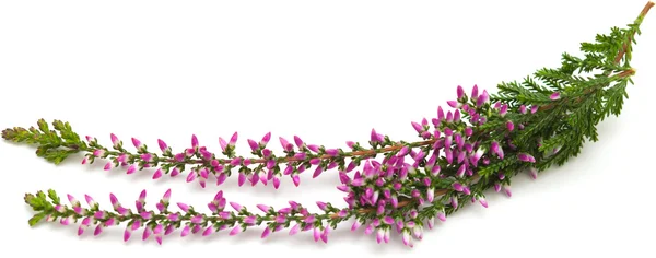 Erica isolata — Foto Stock