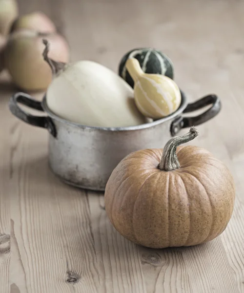 Calabazas — Foto de Stock