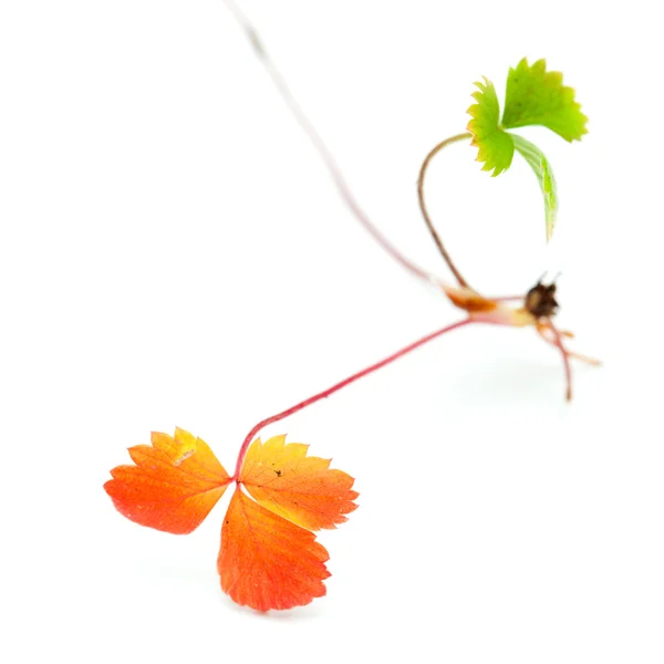 Dziki truskawkowy poszukujący, jesienny — Zdjęcie stockowe
