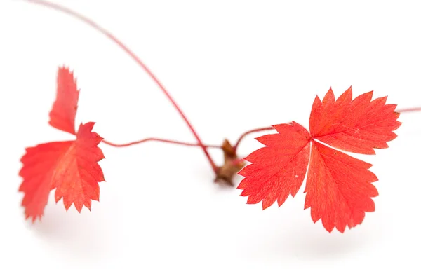 Cercatori di fragole selvatiche, autunno — Foto Stock