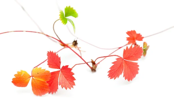 Divoká jahoda hledači, podzimní — Stock fotografie
