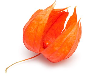 Physalis