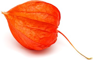 Physalis
