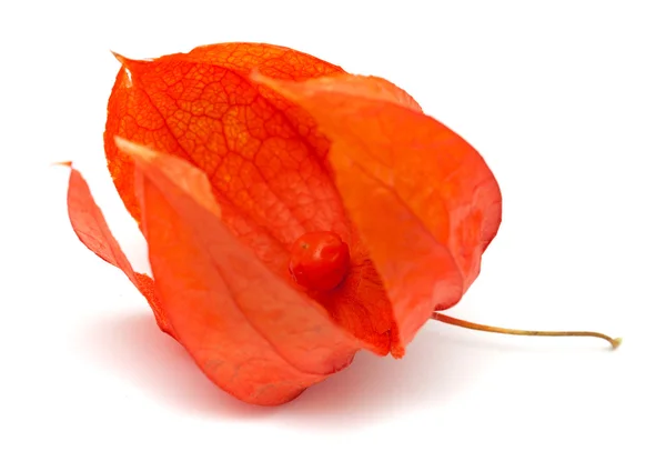 Physalis — Stock Photo, Image