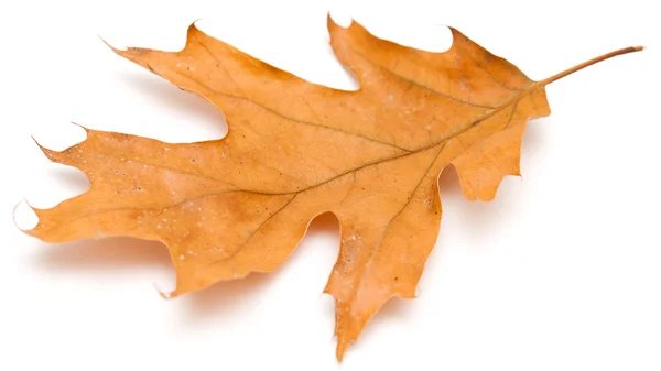 Red oak leaves — Stock Photo, Image