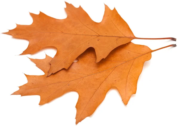 Red oak leaves — Stock Photo, Image