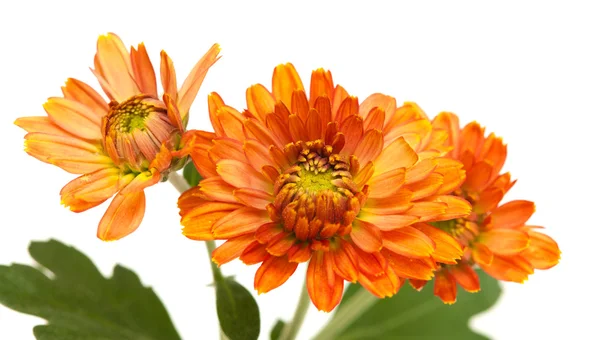 Orange spray chrysanthemum, — Stock Photo, Image