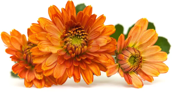 Orange spray chrysanthemum, — Stock Photo, Image