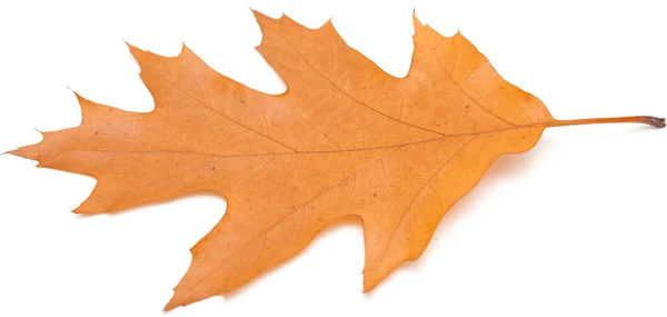 Red oak leaves — Stock Photo, Image