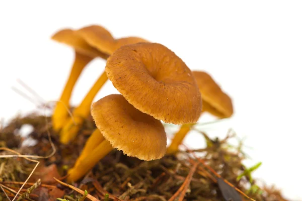 Yellowfoot mushroom — Stock Photo, Image