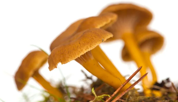 Yellowfoot mushroom — Stock Photo, Image