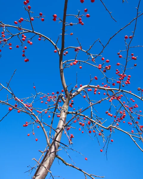 Crabapples — стокове фото