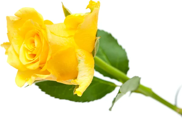 Yellow rose — Stock Photo, Image