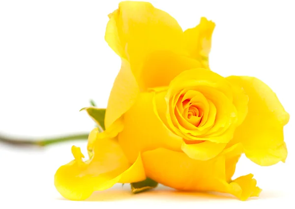 Yellow rose — Stock Photo, Image