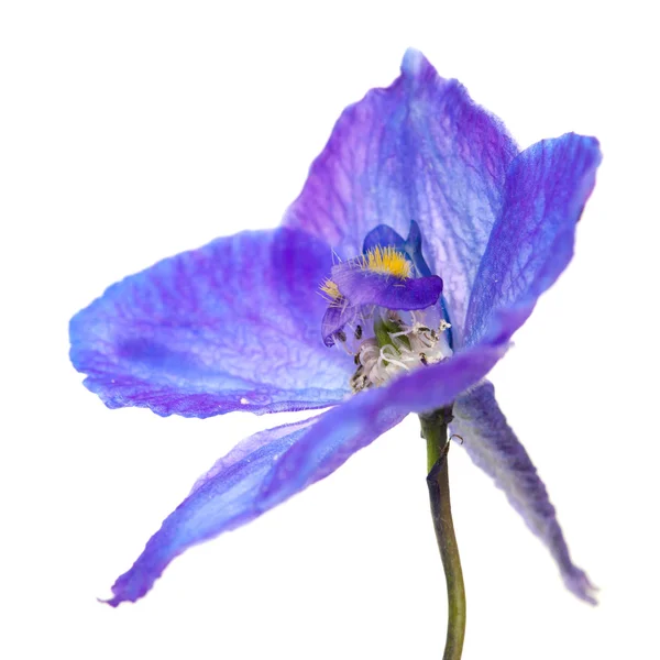 Delphinium — Φωτογραφία Αρχείου