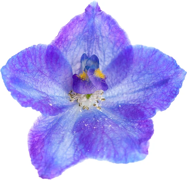 Delphinium — Stockfoto