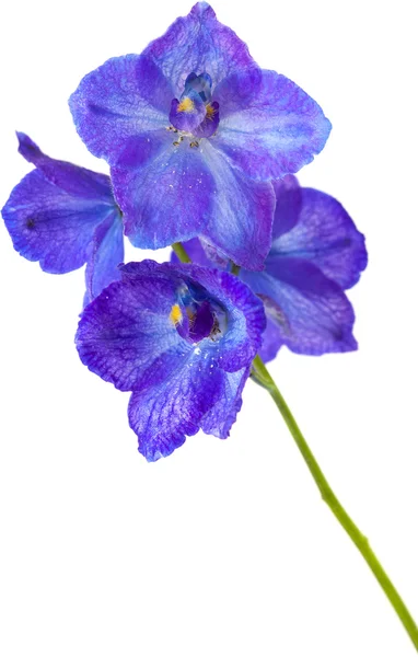 Delphinium — стокове фото