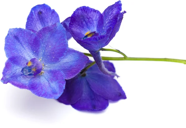 Delphinium — Stock fotografie