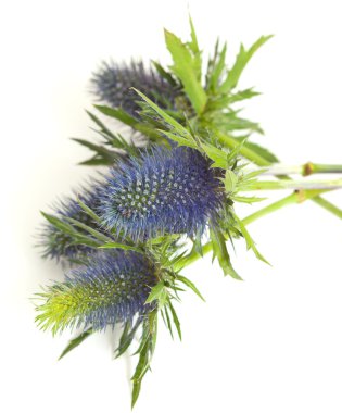 Eryngium