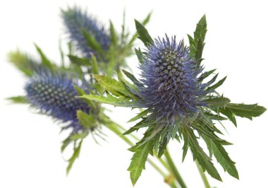 Eryngium