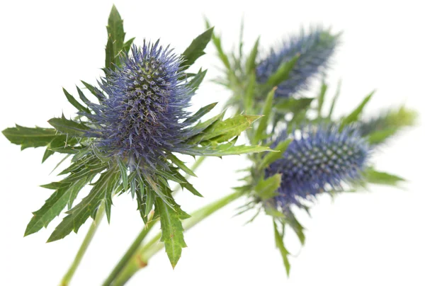 Eryngium — Stockfoto