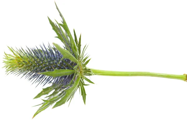 Eryngium — Stockfoto