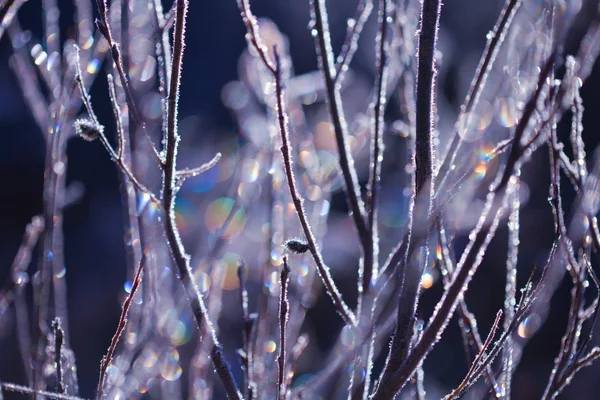 Frozen plants — Stock Photo, Image