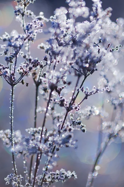 Frozen plants — Stock Photo, Image