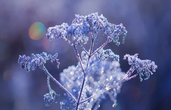 Frozen plants — Stock Photo, Image