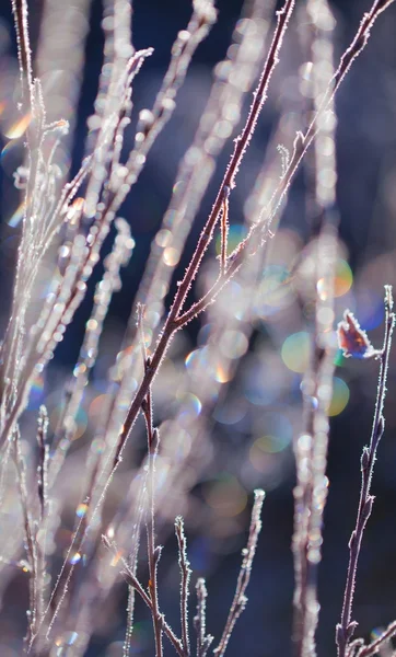 Frozen plants — Stock Photo, Image