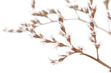 Beyaz limonium çiçek izole