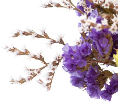 Beyaz limonium çiçek izole