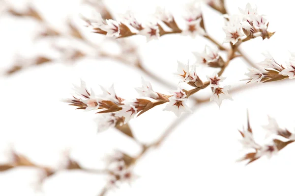 고립 된 백색 limonium 꽃 — 스톡 사진