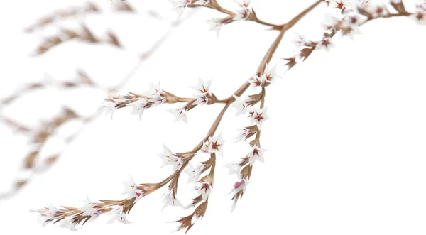 Fleurs de limonium blanc isolé — Photo