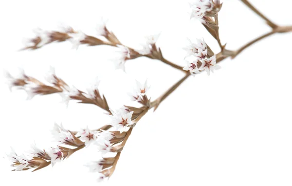 Květiny bílé limonium izolované — Stock fotografie