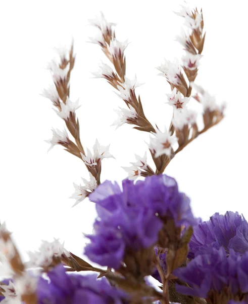 Vit limonium blommor isolerade — Stockfoto