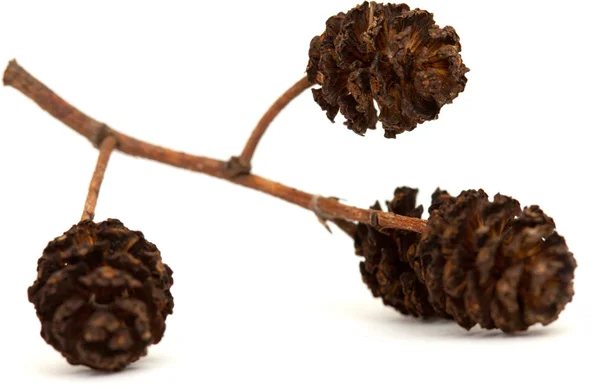 Alder maduro feminino catkins — Fotografia de Stock